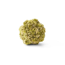Load image into Gallery viewer, Sedum Ball
