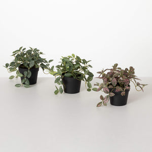 Potted Fittonia