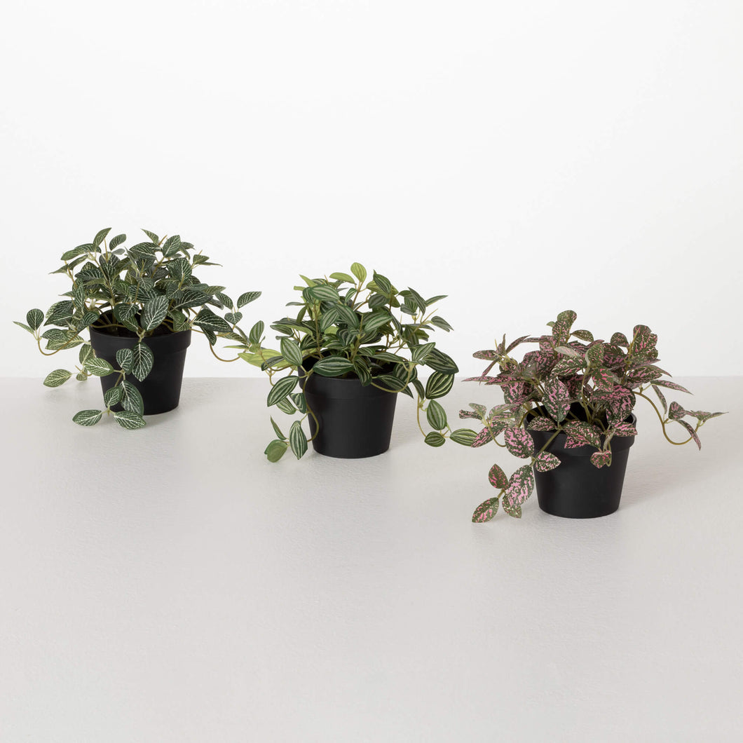 Potted Fittonia