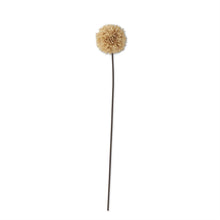 Load image into Gallery viewer, Fall Allium Stem
