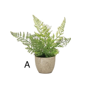 Potted Fern