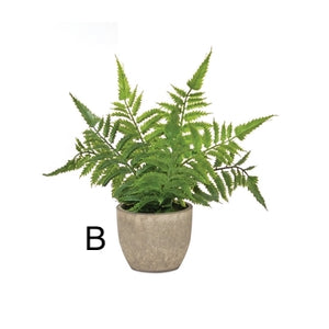 Potted Fern