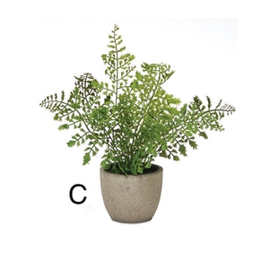 Potted Fern