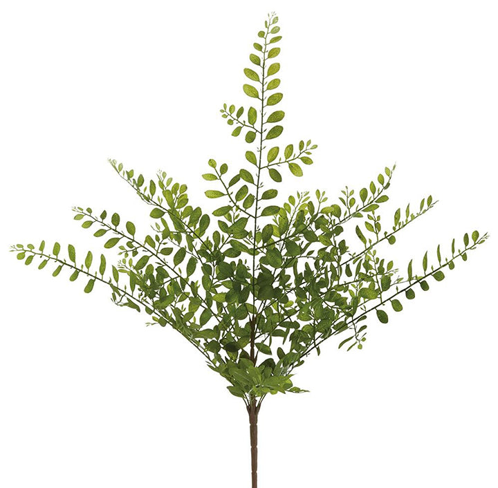 Black Locust Leaf Bush