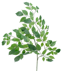 Nitida Ficus Spray