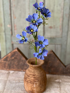 Cockle Cosmos Spray – Market 52