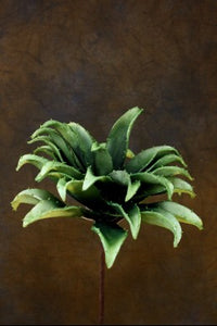 Green Succulent Bloom