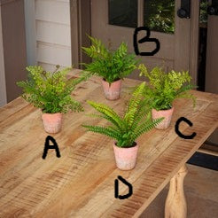 Potting Shed Fern Collection