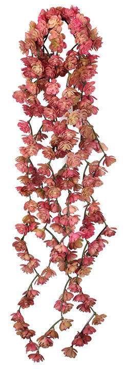 Dark Pink Fountain Succulent