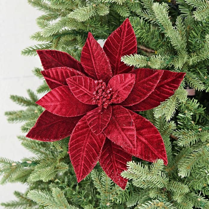 Velvet Poinsettia with Glitter Edges