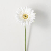 Load image into Gallery viewer, Classic Gerber Daisy
