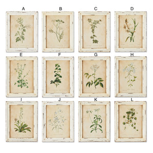 Framed Wild Flower Botanical Prints